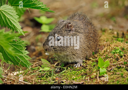 Il brasiliano Cavia o Wild cavia (cavia aperea) Foto Stock