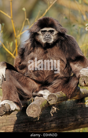 Bianco-consegnato gibbone o Lar gibbone (Hylobates lar) Foto Stock