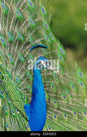 Peafowl indiano o Peafowl blu (Pavo cristatus), maschio di corteggiamento Foto Stock