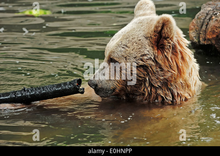 Siro l'orso bruno (Ursus arctos syriacus) Foto Stock