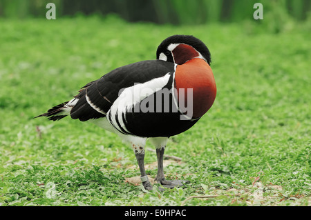 Red-breasted Goose (Branta ruficollis), Germania Foto Stock