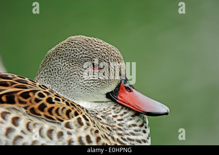 Capo Teal (Anas capensis) Foto Stock