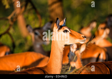 Close up di una femmina di Impala (Aepyceros melampus). Fotografato in Tanzania Foto Stock