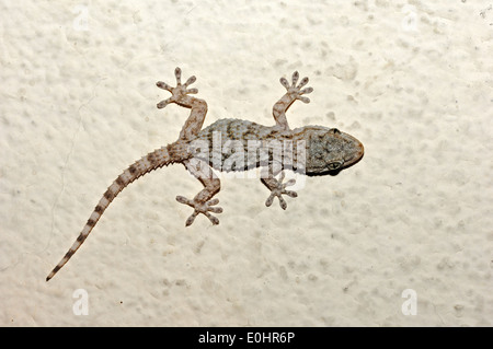 Gecko moresco, Parete Moorish Gecko Gecko comune o coccodrillo Gecko (Tarentola mauritanica), Provenza, Francia meridionale Foto Stock