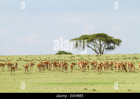 Un sentito parlare di Impala (Aepyceros melampus). Fotografato in Tanzania Foto Stock