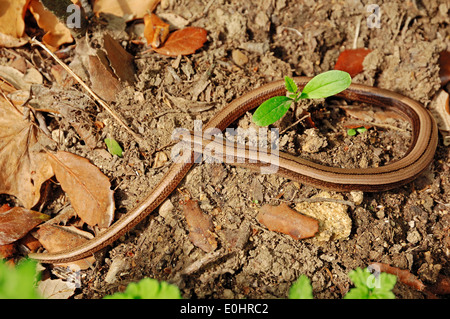 Worm lenta, Slowworm, cieco verme Blindworm (Anguis fragilis), Provenza, Francia meridionale Foto Stock