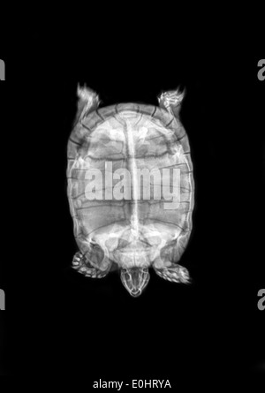 Sperone-thighed Tortoise o tartaruga greca (Testudo graeca) sotto x-ray vista superiore Foto Stock