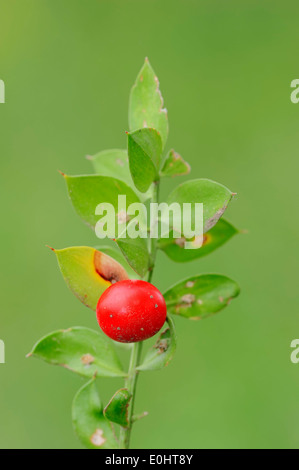 Rusco, ginocchio Holly o ebreo di mirto (Ruscus aculeatus), ramoscello con frutta, Provenza, Francia meridionale Foto Stock