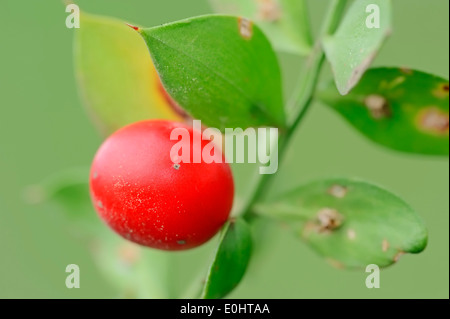 Rusco, ginocchio Holly o ebreo di mirto (Ruscus aculeatus), frutta, Provenza, Francia meridionale Foto Stock