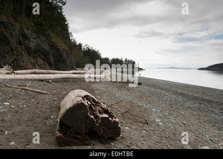 Driftwood log sulla spiaggia in inganno Pass State Park, Oak Harbor, nello Stato di Washington, USA Foto Stock