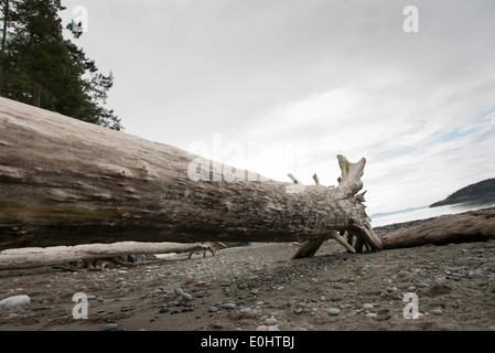 Accedere sulla spiaggia in inganno Pass State Park, Oak Harbor, nello Stato di Washington, USA Foto Stock