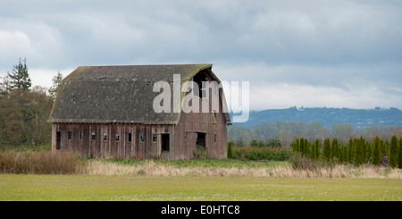 Fienile in un campo, Mount Vernon, Skagit County, nello Stato di Washington, USA Foto Stock