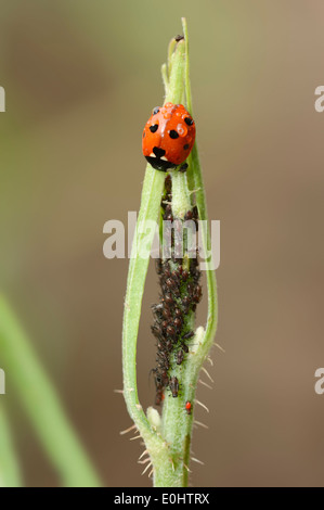 Sette-spot Ladybird o sette-spotted Ladybug (Coccinella septempunctata) e afidi (Aphidoidea spec.) Foto Stock