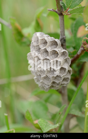 Carta europea Wasp (Polistes dominulus, Polistes dominula, Polistes gallicus), nido, Provenza, Francia meridionale Foto Stock