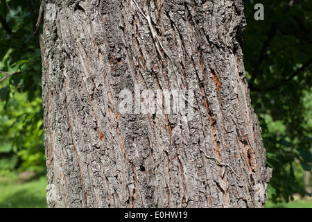 Baumrinde - corteccia di albero Foto Stock