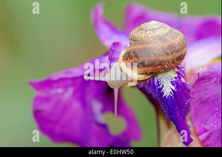 Giardino marrone lumaca (Cornu aspersum, Cryptomphalus aspersus, Helix Aspersa) su Iris Iris (spec.), Provenza, Francia meridionale Foto Stock