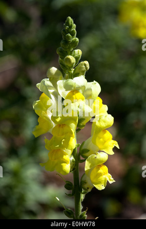 Löwenmäulchen (Antirrhinum), DIE GARTEN TULLN 2009 - Comune Toadflax Linaria vulgaris Foto Stock