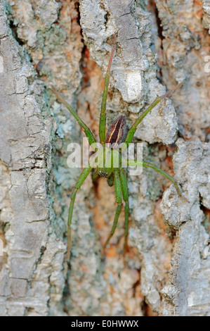 Green Huntsman Spider (Micrommata virescens), maschio, Provenza, Francia meridionale Foto Stock