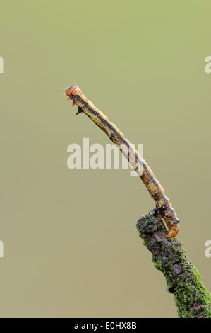 Chiazzato Umber (Erannis defoliaria), Caterpillar, Paesi Bassi Foto Stock