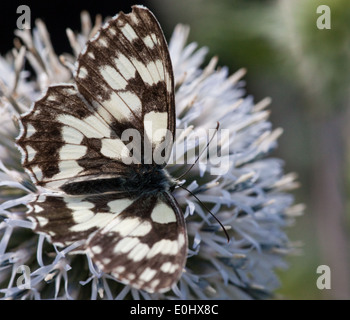 Schachbrett(Melanargia galathea), Blaudistel (eryngium alpinum) - in marmo bianco (Melanargia galathea), mare alpino Holly Foto Stock