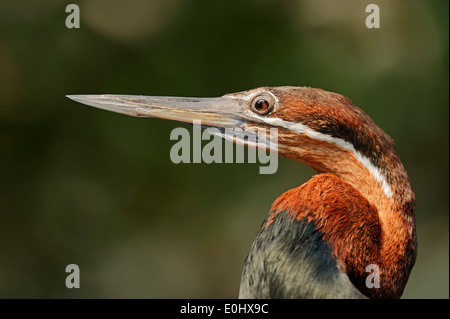 African Darter o Snakebird (Anhinga rufa) Foto Stock