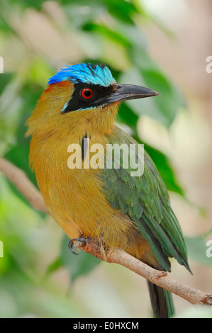 Blu-crowned Motmot (Momotus momota) Foto Stock