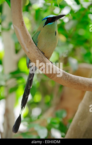 Blu-crowned Motmot (Momotus momota) Foto Stock