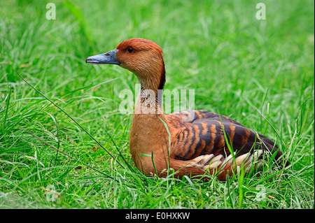 Sibilo Fulvous anatra (Dendrocygna bicolor) Foto Stock