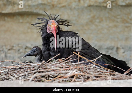 Northern calvo Ibis eremita, Ibis o Waldrapp (Geronticus eremita) con pulcino al nido Foto Stock