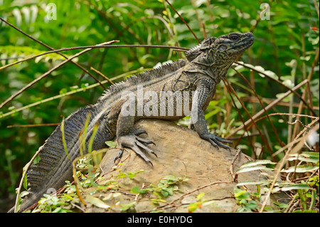 Amboina Sail alettato di lucertola o Amboina Sailfin Lizard (Hydrosaurus amboinensis), maschio Foto Stock