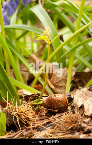 Nuove foglie dal singolo Sweet Chestnut Tree alberello contro la mattina presto in fra prato delle Bluebells nel bosco foresta floor Foto Stock