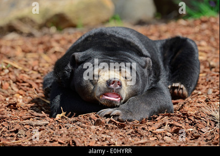 Sun: la malese recare o malese Sun Bear (Ursus malayanus, Helarctos malayanus) Foto Stock