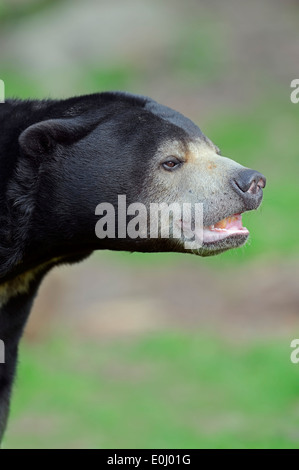 Sun: la malese recare o malese Sun Bear (Ursus malayanus, Helarctos malayanus) Foto Stock