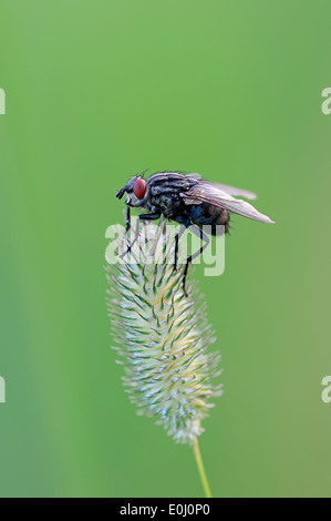 Carne grigio Fly o carne comune volare (Sarcophaga carnaria), Nord Reno-Westfalia, Germania Foto Stock