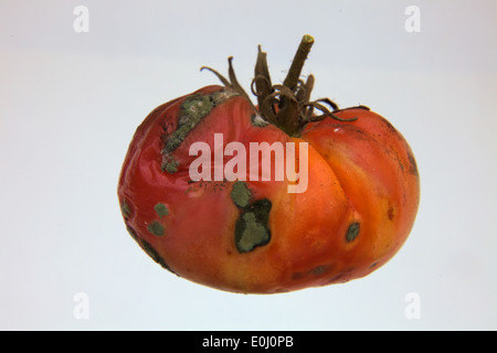 Sul decadimento di pomodoro - sfondo verde Foto stock - Alamy