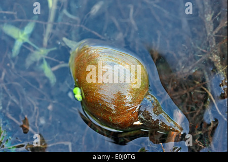 Grande stagno lumaca (Lymnaea stagnalis), Nord Reno-Westfalia, Germania Foto Stock