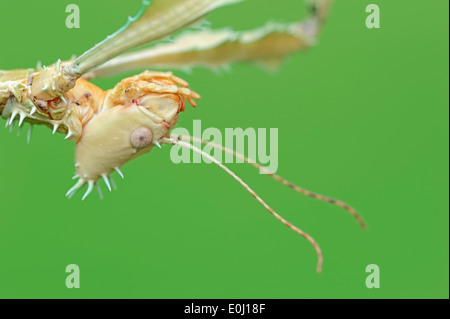 Australian Bastone, Maclaey di spettro, Spiney Stick insetto o gigante Stick coccolone insetto (Extatosoma tiaratum), ritratto Foto Stock