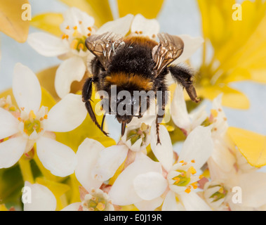 Macro shot di bumblebee sul messicano di arancio fiori Foto Stock