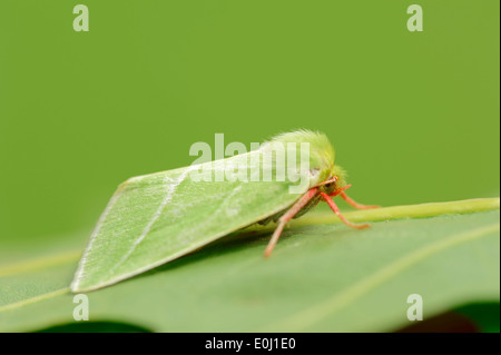 Argento Verde-linee (Pseudoips prasinana), Nord Reno-Westfalia, Germania Foto Stock