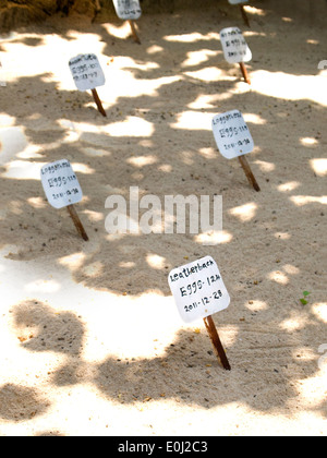 Tartaruga stazione di allevamento in Sri Lanka Foto Stock