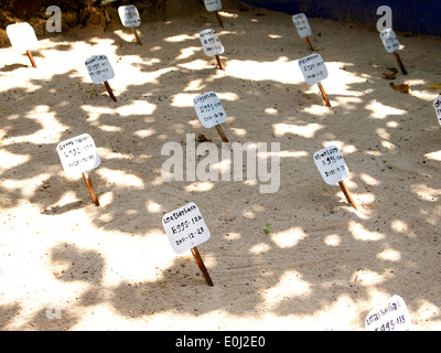 Tartaruga stazione di allevamento in Sri Lanka Foto Stock