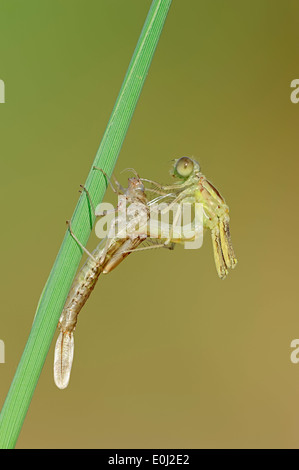 Willow Emerald Damselfly o Western Willow Spreadwing (Lestes viridis), tratteggio della Renania settentrionale-Vestfalia, Germania Foto Stock