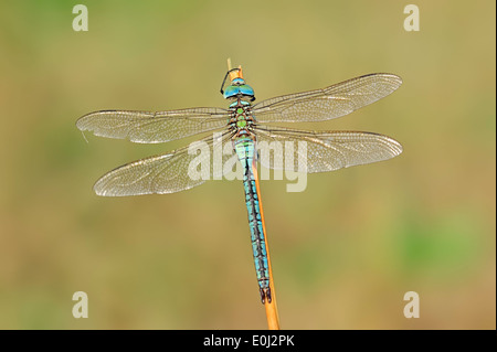 L'imperatore libellula, libellula blu o azzurro imperatore (Anax imperator), maschio, Renania settentrionale-Vestfalia, Germania Foto Stock