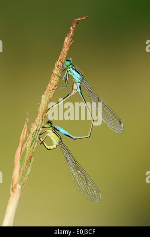 Blu-tailed Damselfly, Ischnura Comune o Comune (Bluetail Ischnura elegans), coppia coniugata, Nord Reno-Westfalia, Germania Foto Stock
