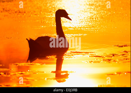 Cigno (Cygnus olor) all'alba, Nord Reno-Westfalia, Germania Foto Stock