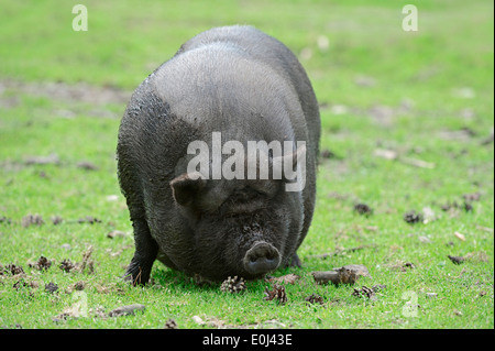 Il vietnamita in vaso panciuto di maiale (Sus scrofa domesticus), Nord Reno-Westfalia, Germania Foto Stock