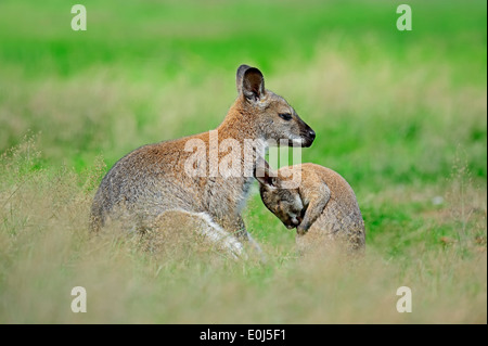 Rosso-un wallaby dal collo (Macropus rufogriseus), femmina con i giovani Foto Stock