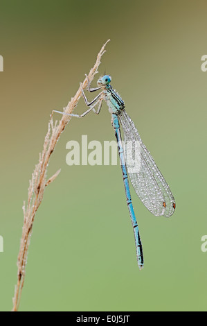 Bianco-zampe (Damselfly Platycnemis pennipes), maschio, Renania settentrionale-Vestfalia, Germania Foto Stock