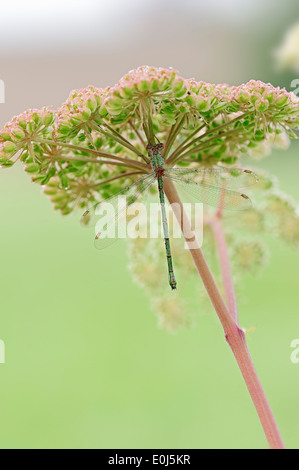 Willow Emerald Damselfly o Western Willow Spreadwing (Lestes viridis), femmina, Renania settentrionale-Vestfalia, Germania Foto Stock