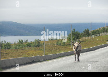 Selvatica maschio Elk crossing road nel nord della Norvegia Foto Stock